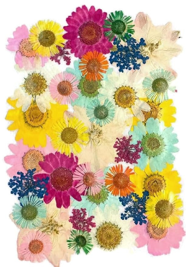 Dried Pressed Real Flowers Colorful Natural Dried Flowers Daisies for Candles Handmade Crafts Epoxy DIY Resin Pendant Jewelry Accessories Nail Art -Multi Color