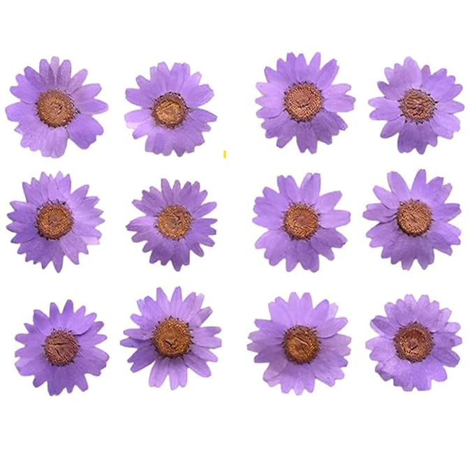 Pressed Flower for Resin Art, Decoration, Art & Craft DIY Resin Art Jewelry, Pack of 1 -Diasy Flower Set of 12