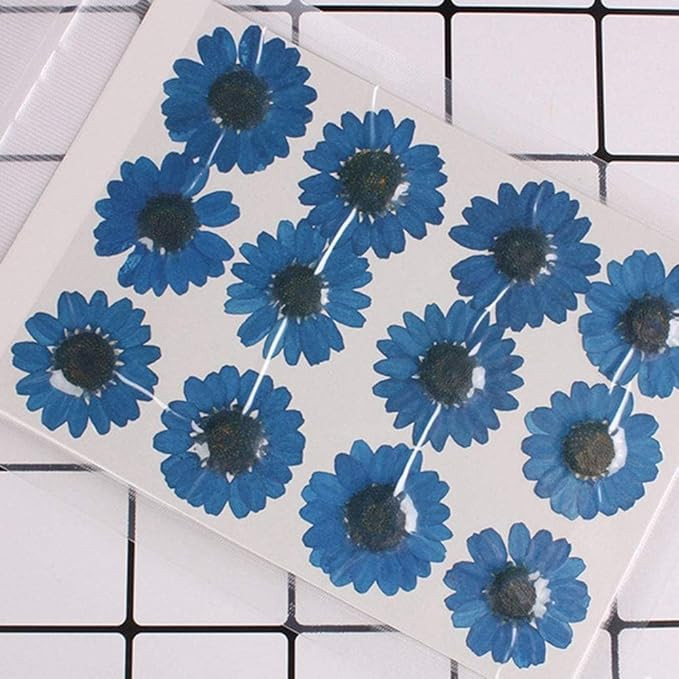 Blue Pressed Daisy Flower for Resin Art, Decoration, Art & Craft DIY Resin Art Jewelry, Pack of 1 -Diasy Flower Set of 12