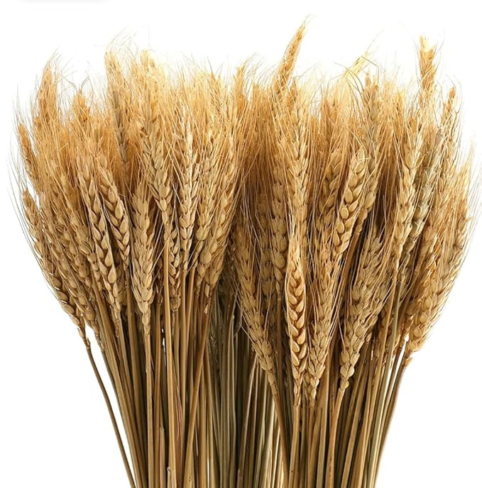 50 Pcs Set 30 cm Natural Dried Pampas Grass,Real Rabbit Bunny Tail,Reed Pampas,Boho Bouquet,Artificial Flowers Decor for Table Vase Home Decoration. (50 Pcs Dried Wheat Grass)